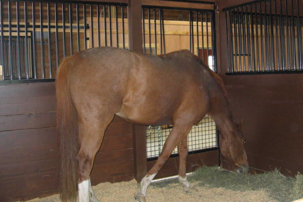 10 Pro Tips for Maintaining a Clean Horse Stall and a Healthy Living Environment