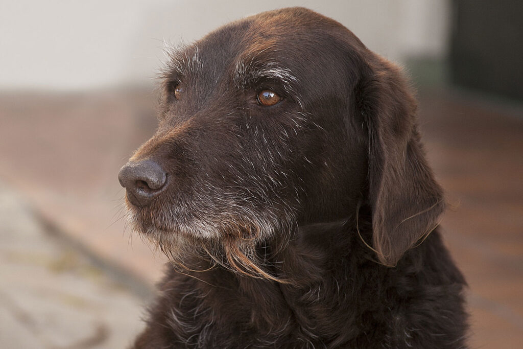 15 Best Practices for Senior Dog Care