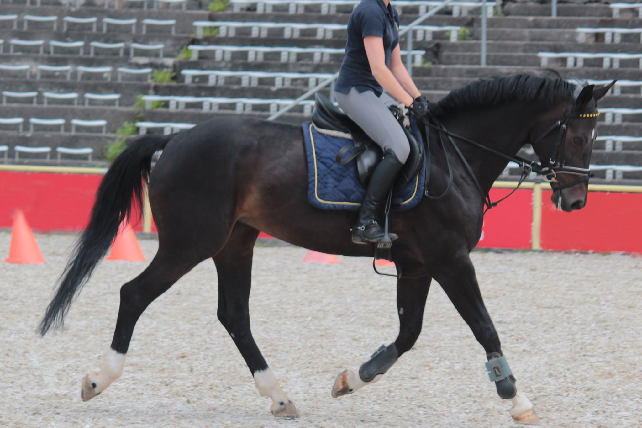 3 Fundamental Techniques for Horse Training Building Trust and Communication