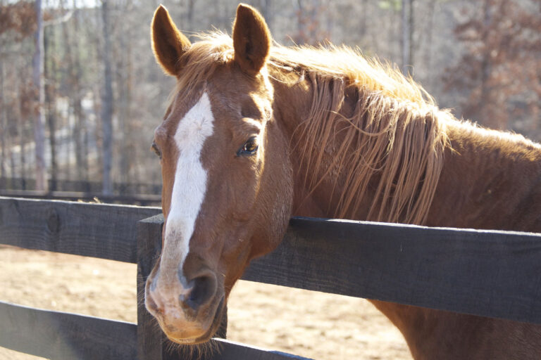 3 Keys to Understanding Horse Communication