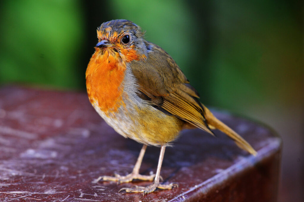 3 Techniques for Training Your Bird Building Trust and Teaching Tricks