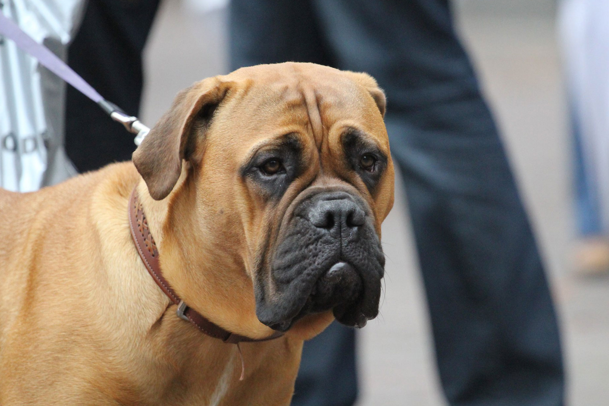 5 Benefits of Regular Veterinary Check-Ups for Your Dog