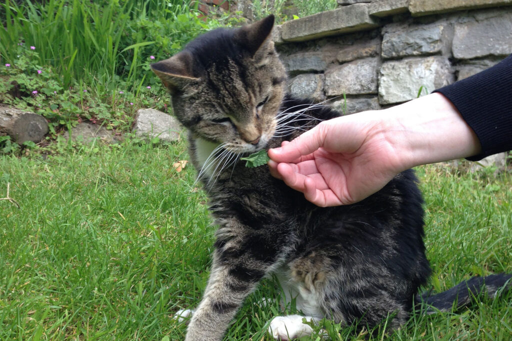 5 Truths About Catnip: Benefits, Risks, and Tips for Usage