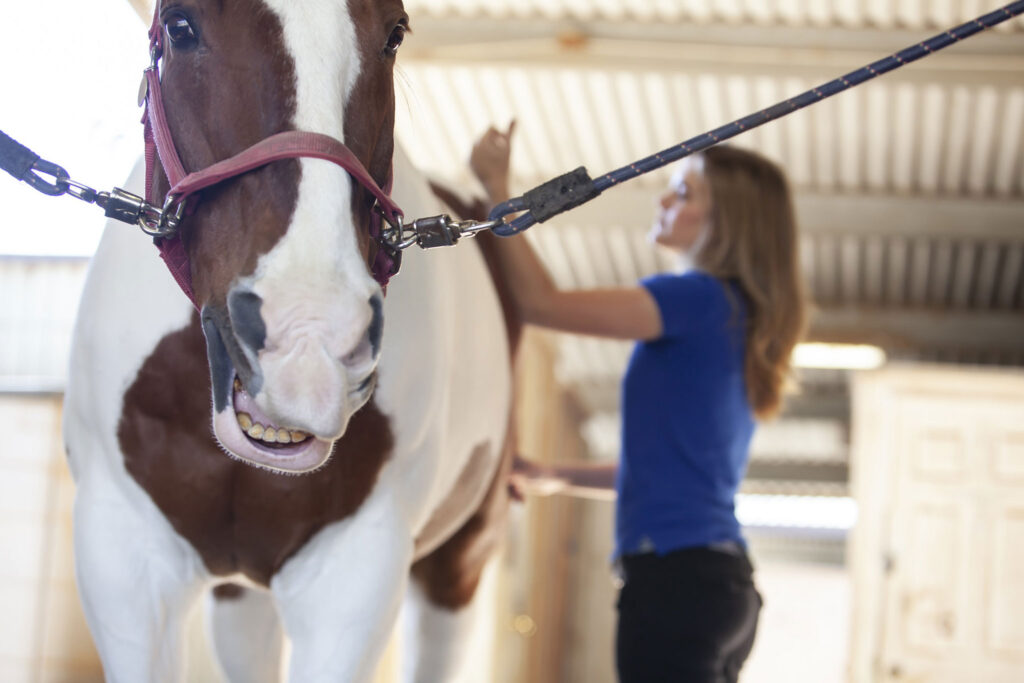 7 Benefits of Equine Massage Therapy