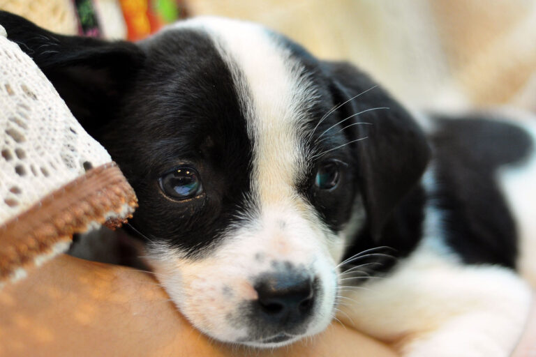 7 Common Mistakes to Avoid When Training Your Puppy