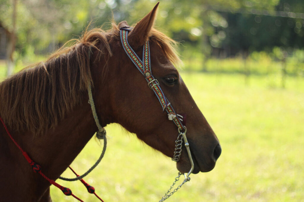 8 Signs That Your Horse Is Happy