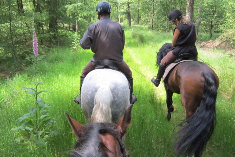 9 Safety Tips for Trail Riding with Your Horse