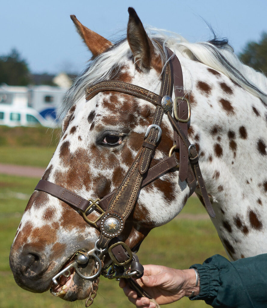 Appaloosa Horse: A Testament to Versatility