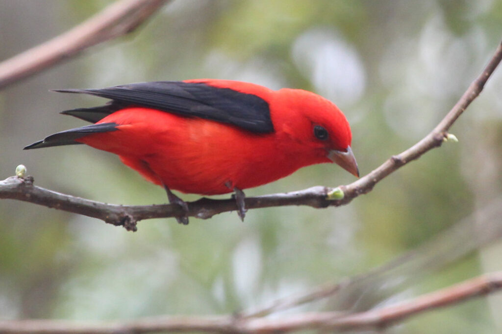 Backyard Bird Bonanza Identifying Common Feeder Visitors and Creating a Feathered Paradise