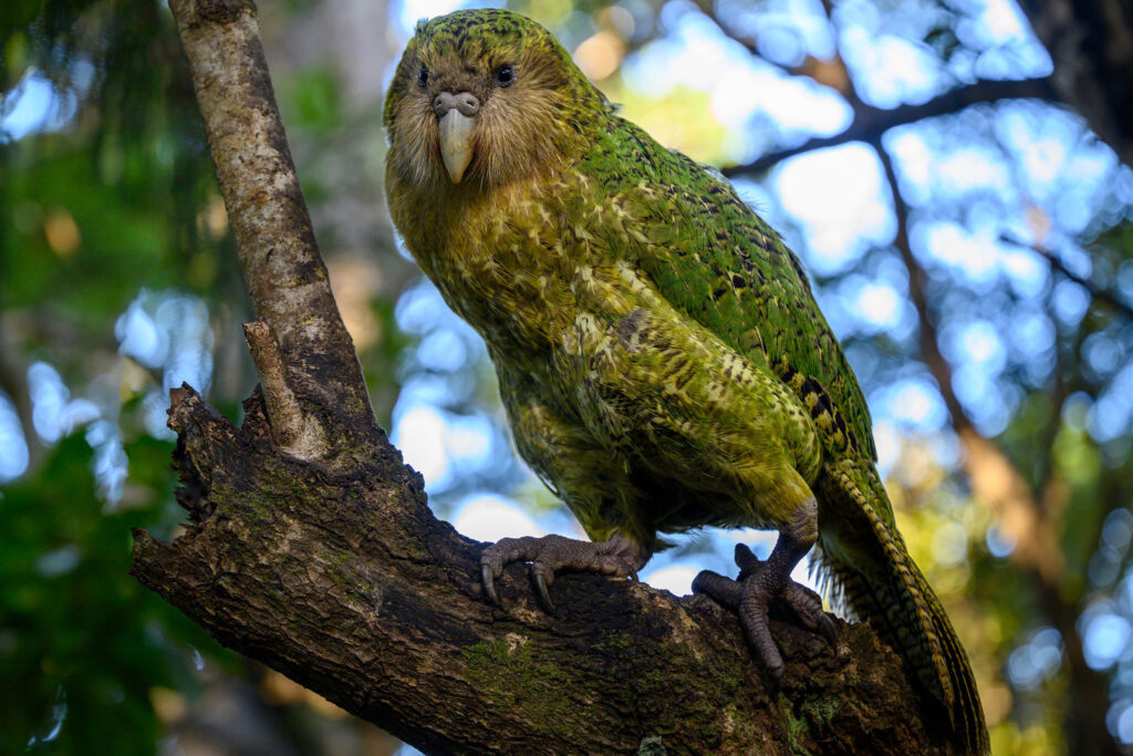 Best 7 Loudest Birds Ranked by Decibel Level