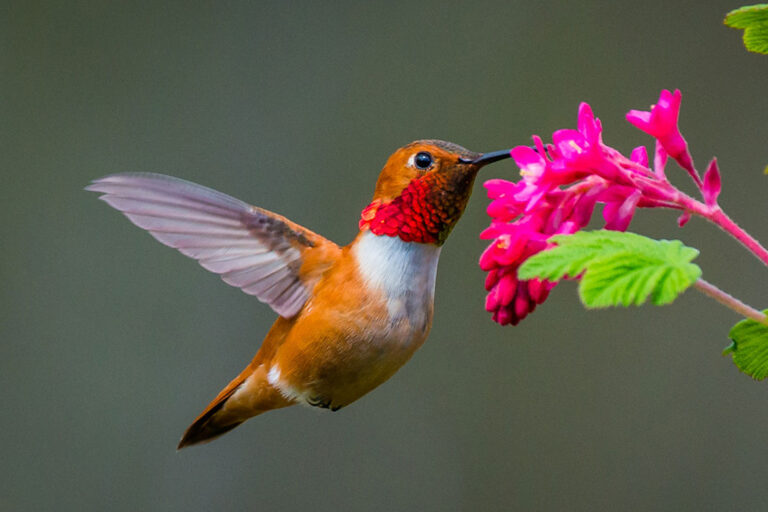 Best Plants to Attract Hummingbirds to Your Garden
