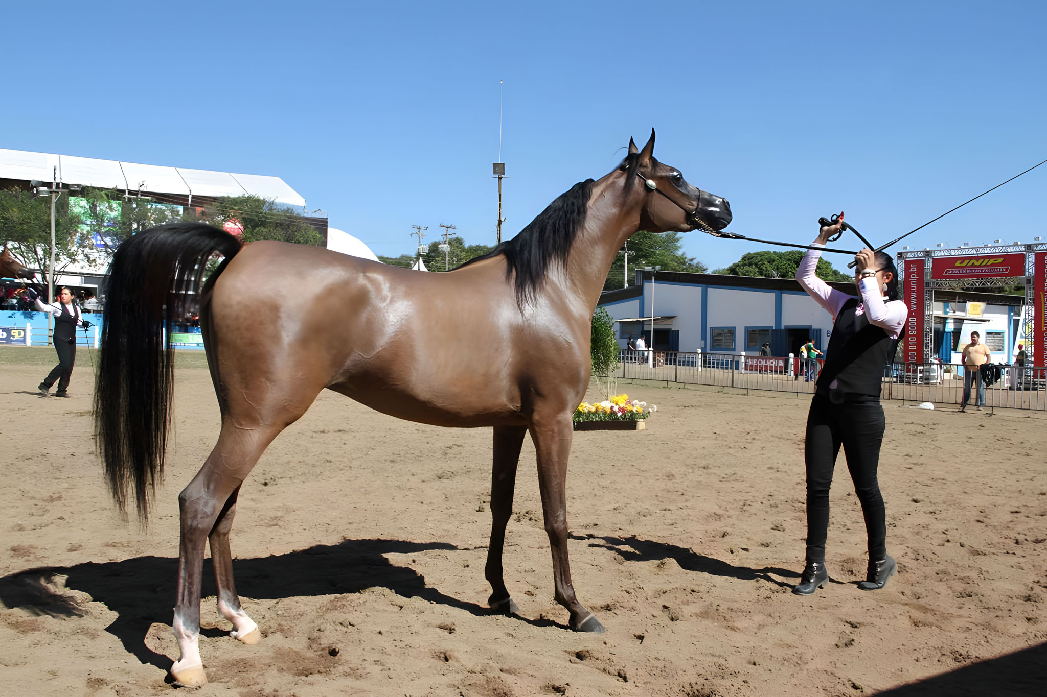 Desert Jewels: Unveiling the Elegance and History of the Arabian Horse