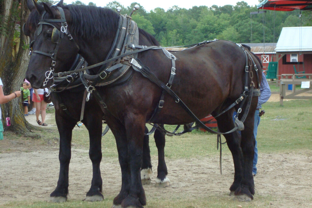 Draft Horse