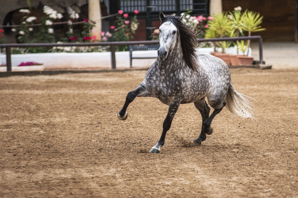 Gaited Horse