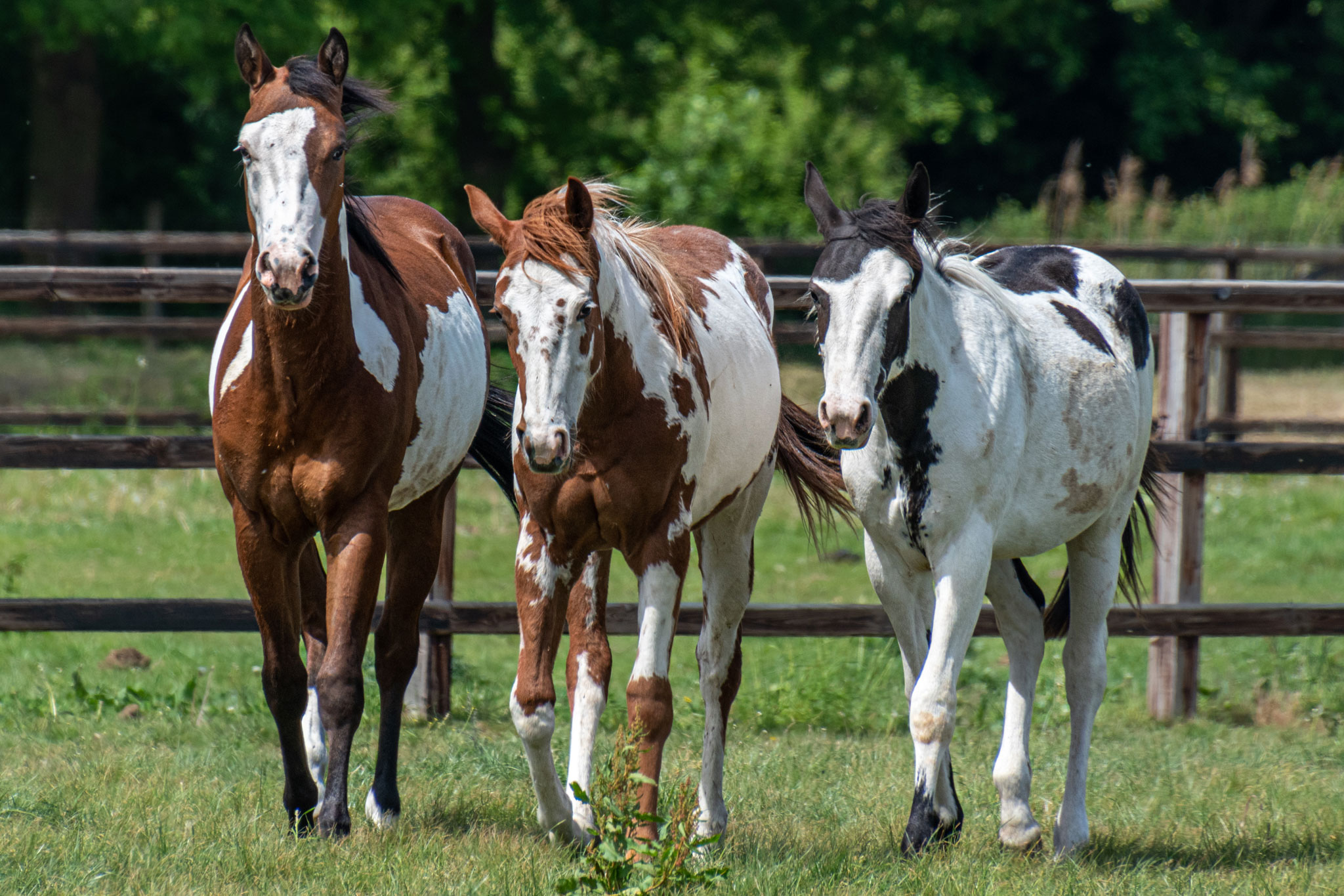 Paint Horses A Splash of Color and a World of Charm