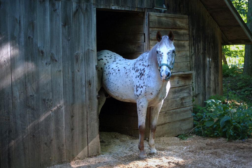 Preserving the Legacy of the Appaloosa Horse