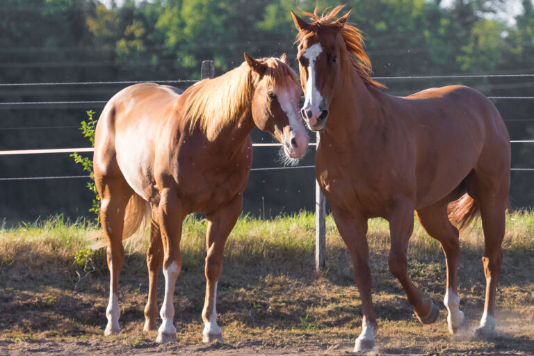 The All-American Horse: Exploring the Rich Heritage of the Quarter Horse