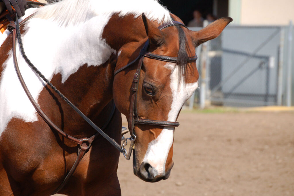 The Allure of Paint Horses