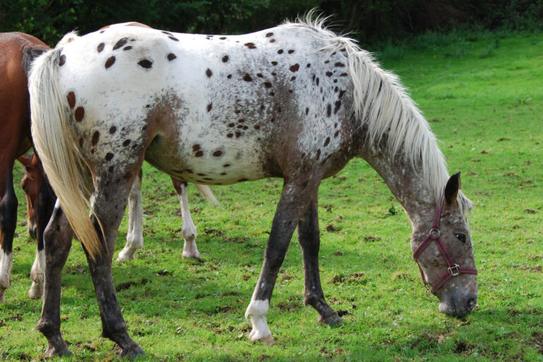 The Appaloosa Horse: A Legacy of Spots and Excellence