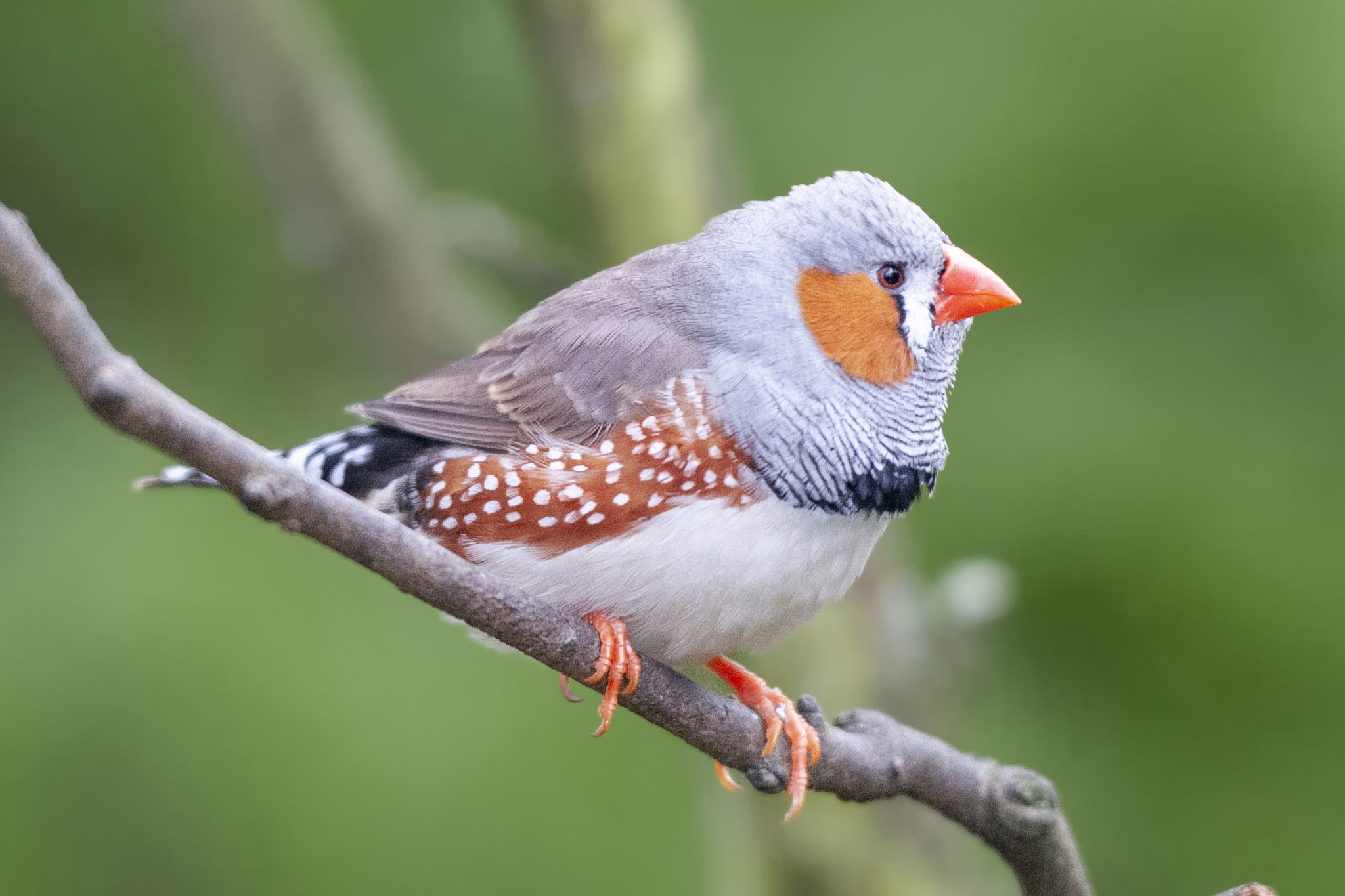 The Importance of Birds in the Ecosystem