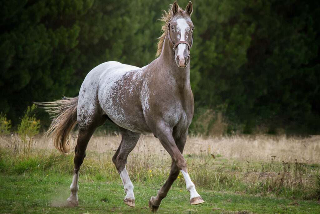 The Modern Appaloosa Horse: Thriving in the 21st Century