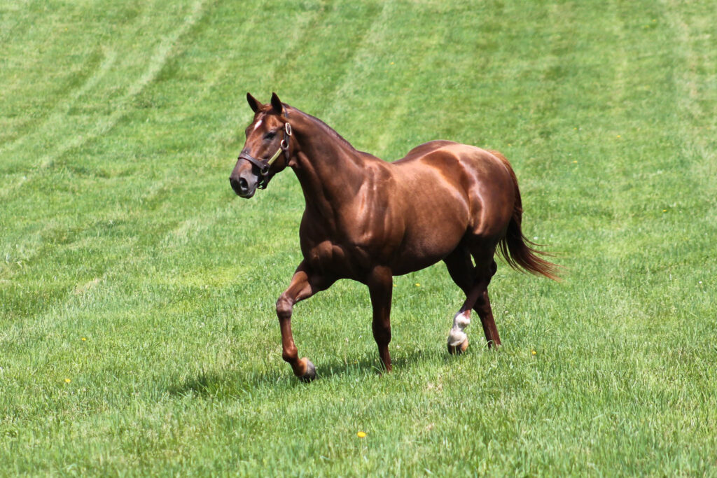 Thoroughbred Majesty Exploring the Legacy and Splendor of Racing's Finest