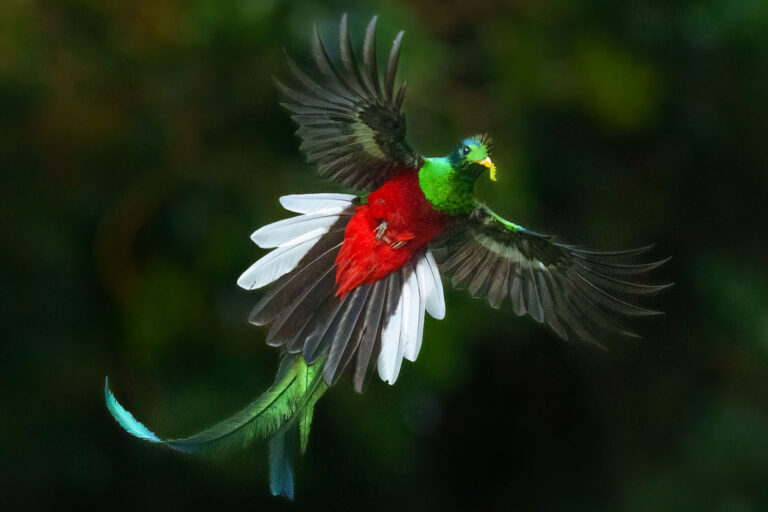 Top 10 Most Colorful Birds in the World