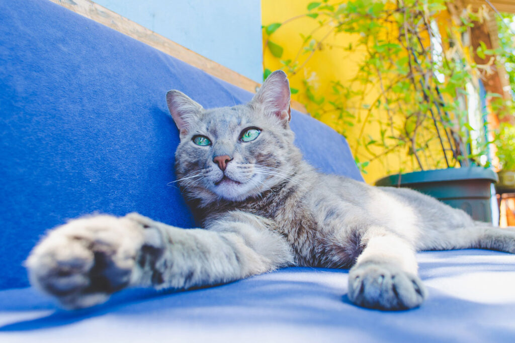 What Are the Pros, Cons, and Safety Considerations of Indoor vs. Outdoor Cats?