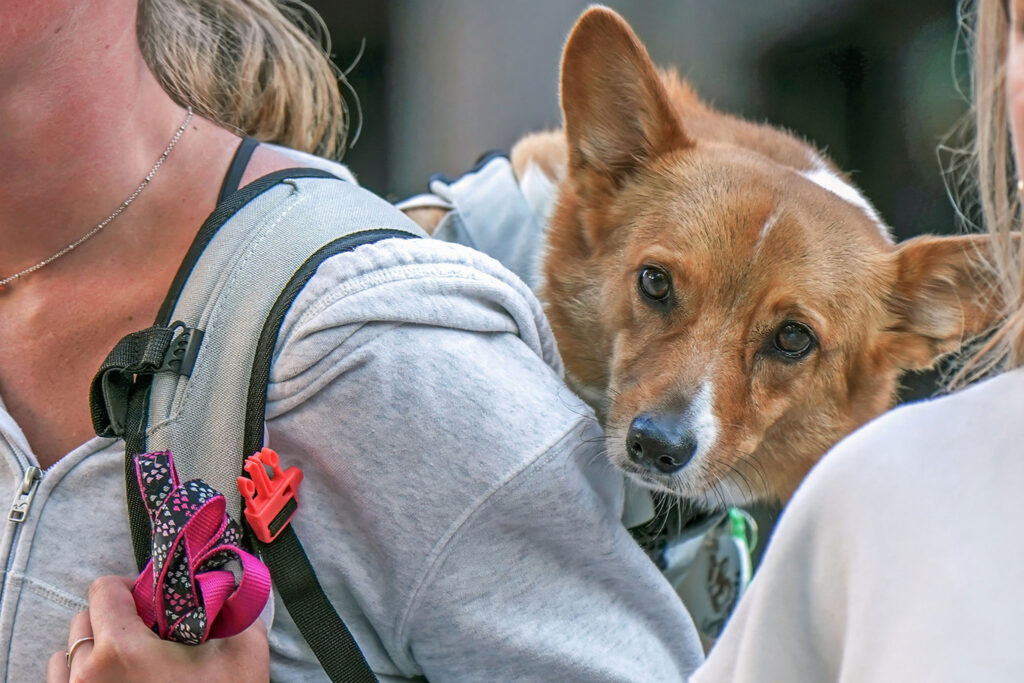 What to Do If Your Dog Drinks Alcohol