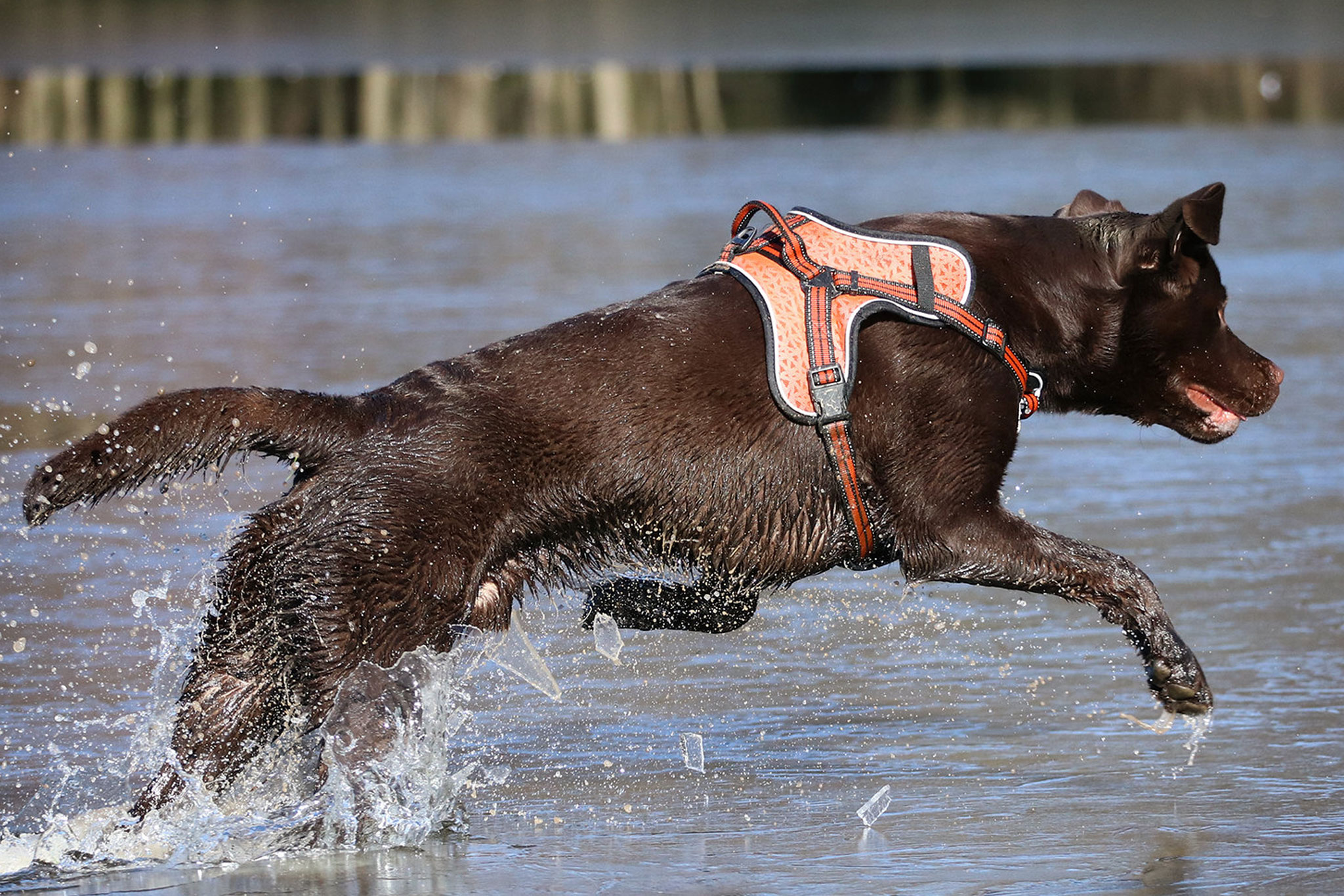 10 Fun Outdoor Dog Tricks to Master