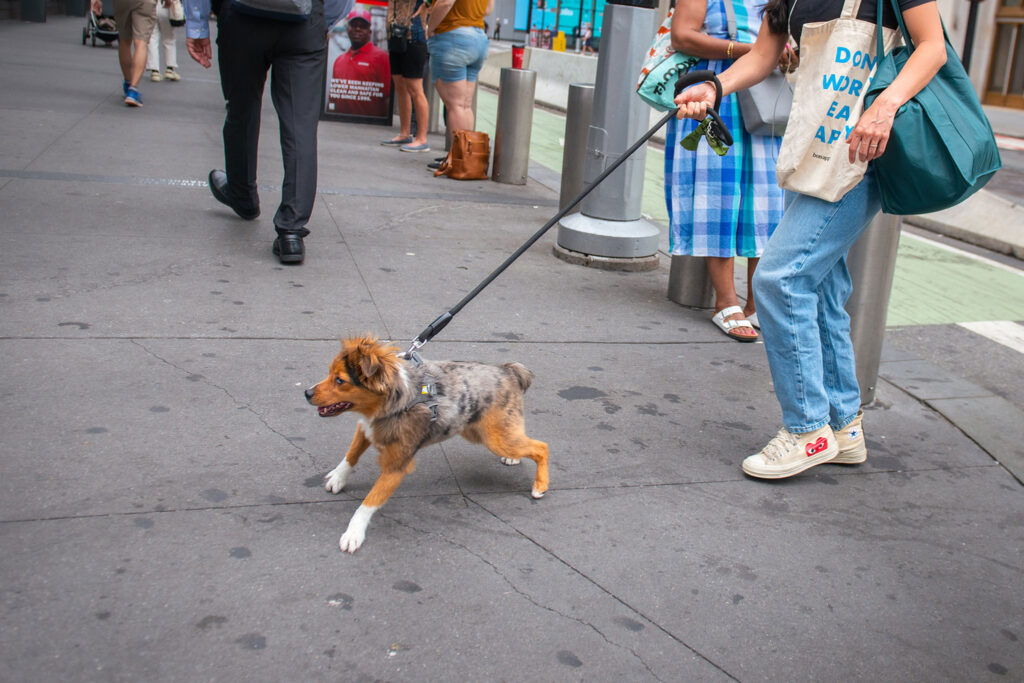 7 Top Tips to Stop Dog Pulling on Walks