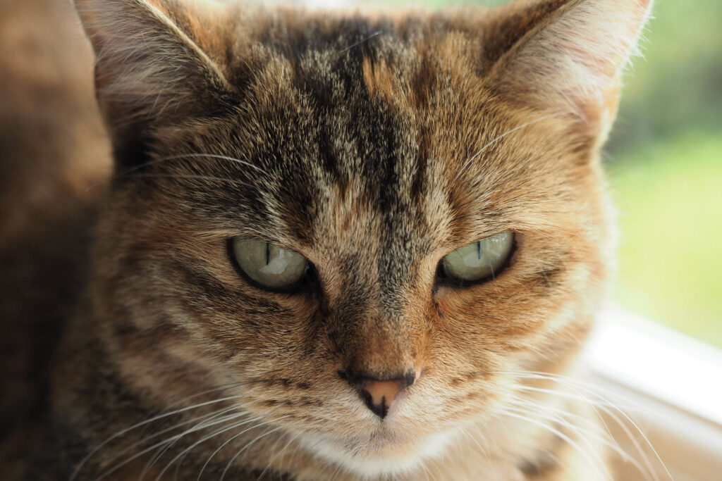 Cat Parasite Prevention: Keeping Your Feline Friend Safe