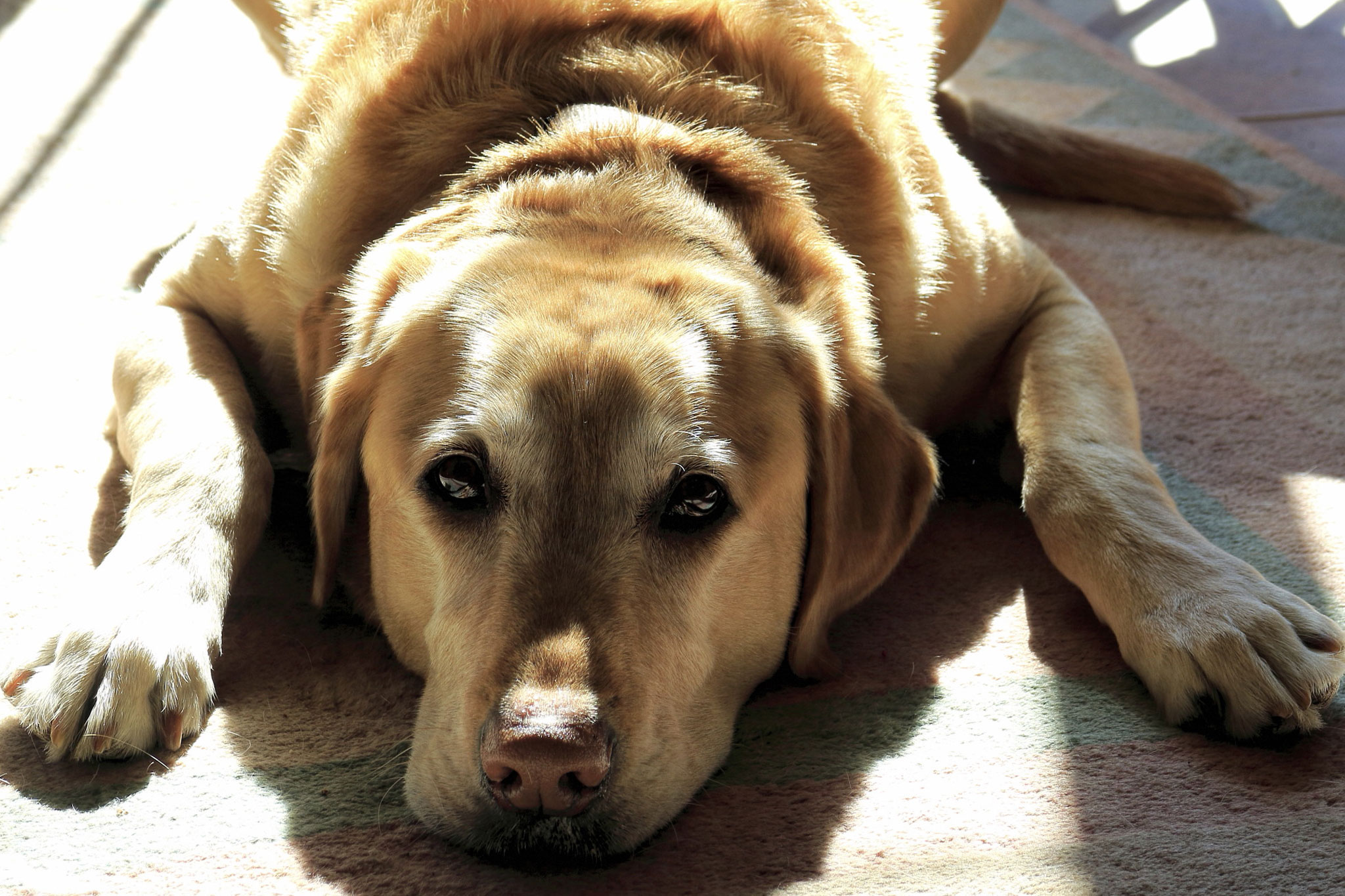 Dealing with Dog Diarrhea: When to Worry & How to Help Your Pup