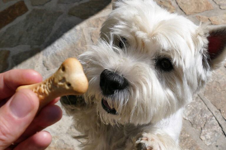 Delicious Homemade Treats: Pamper Your Dog with Easy Recipes