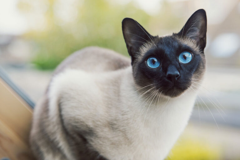 Everything You Need to Know About Siamese Cats