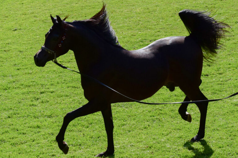 Exploring the Beauty of Horse Art and Literature