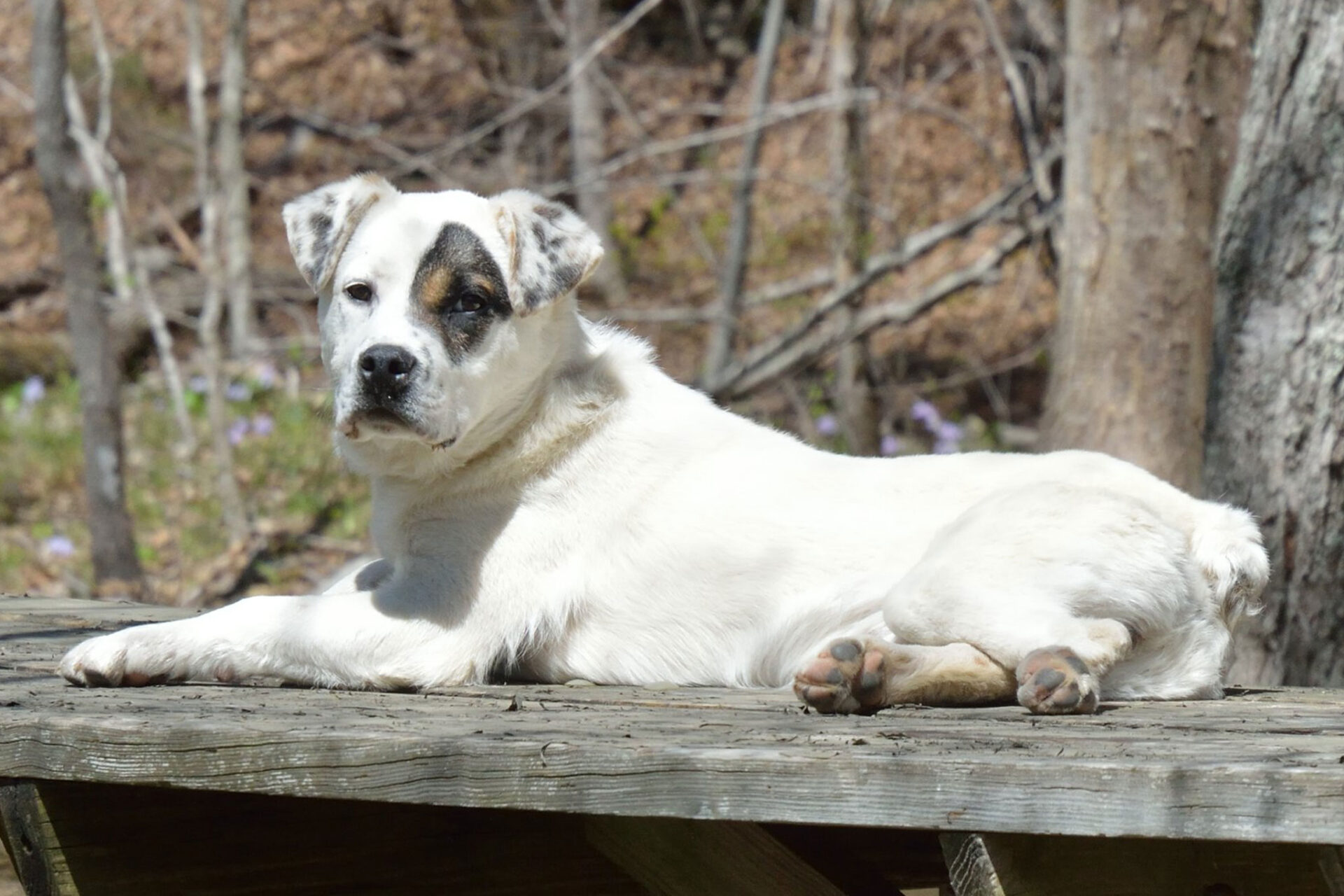 From Fearful to Fearless: Your Guide to Reducing Dog Anxiety and Building Confidence