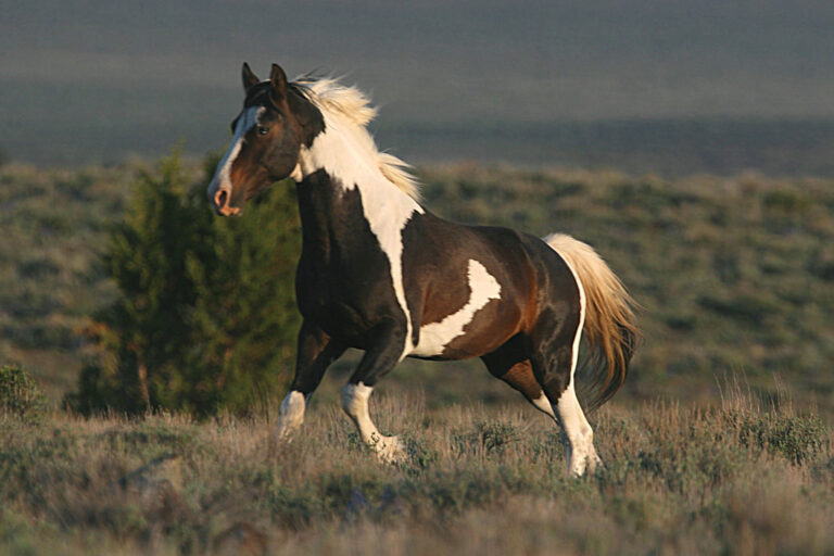 From Mustang to Mainstay: Finding Your Perfect Match at a Wild Horse Adoption Event