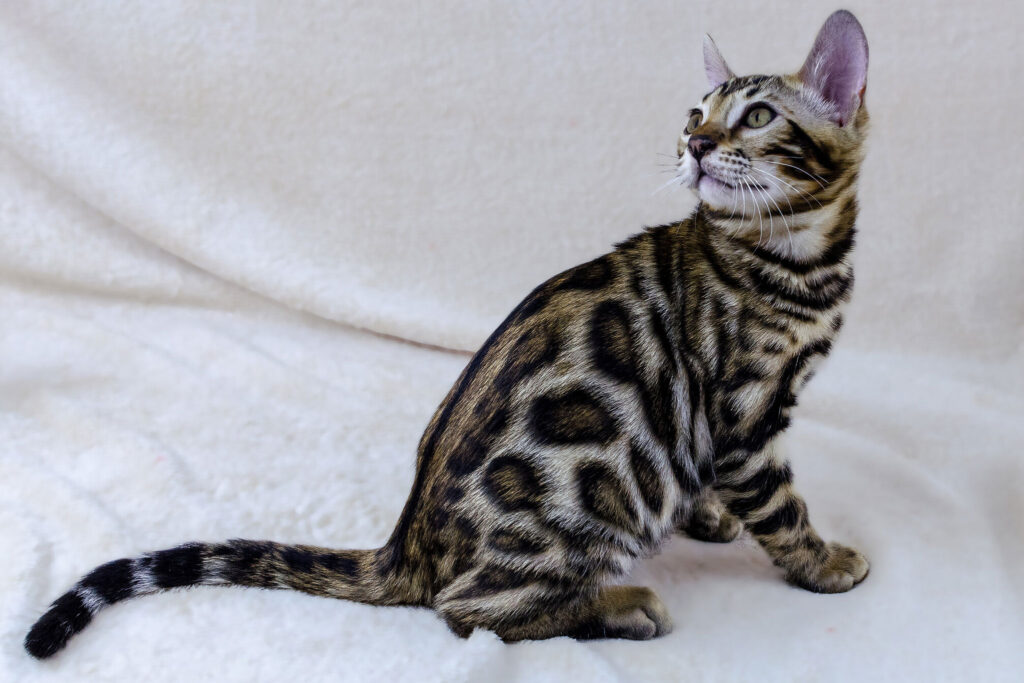 Is a Bengal Cat Right for You? Exploring This Active and Intelligent Breed