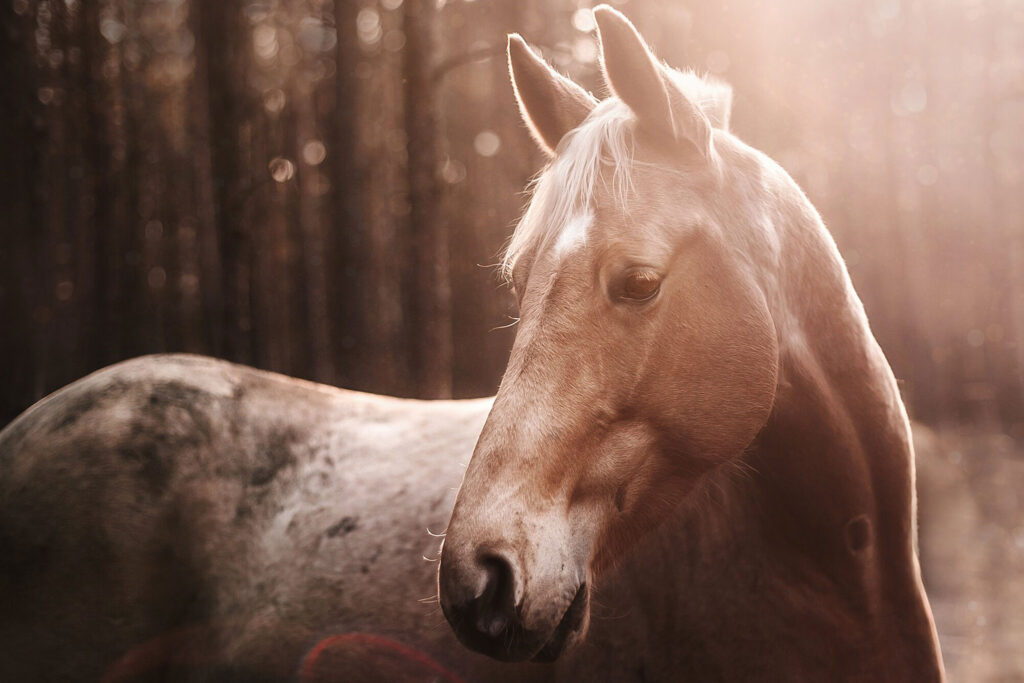 Latest Advancements in Equine Genetics: What Does the Future Hold for Horses?