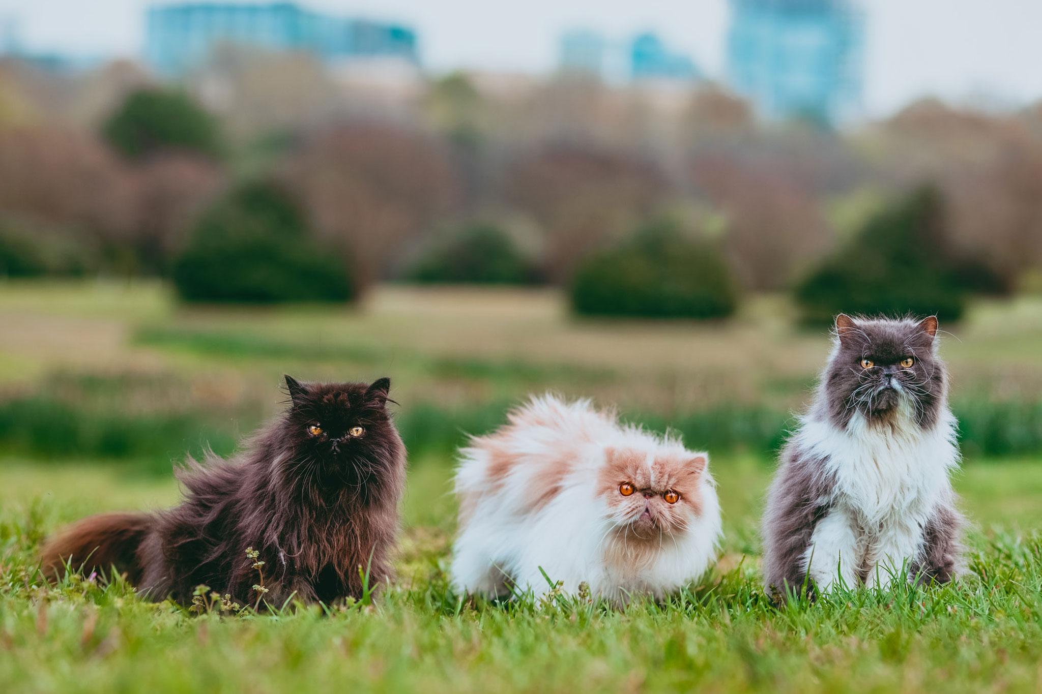 Luxurious Lap Lions: Living with a Persian Cat