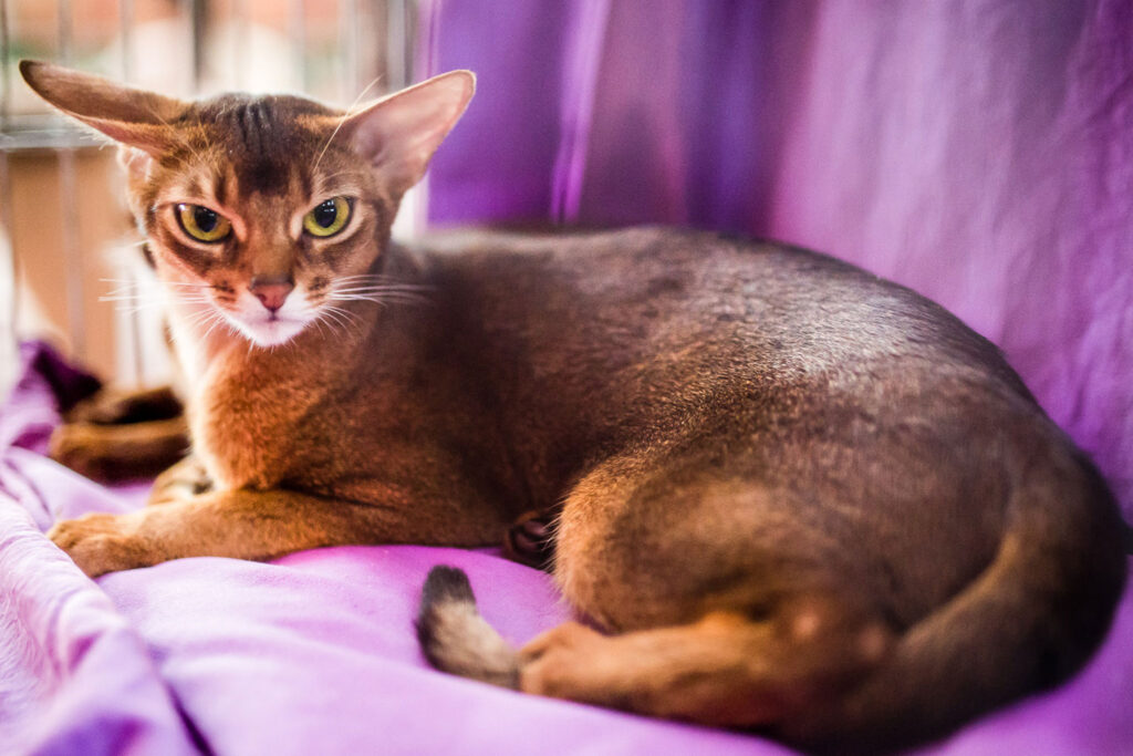 More Than Meets the Eye: The Hidden Depths of the Abyssinian Cat