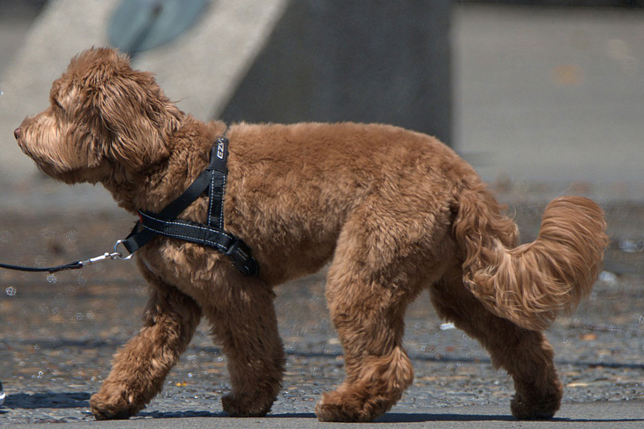 Pup Stop! The Ultimate Guide to Choosing the Right Dog Harness