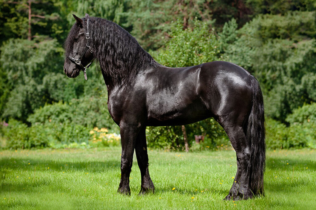 The Rise of the Friesian Horse: A Breed of Elegance and Power