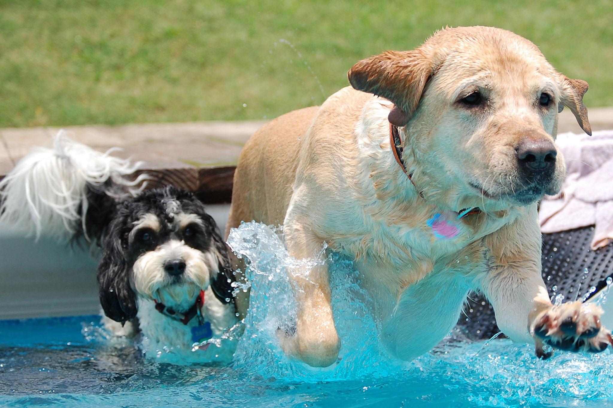 The Ultimate Guide to Dog Boarding: FAQs, Costs & What to Expect