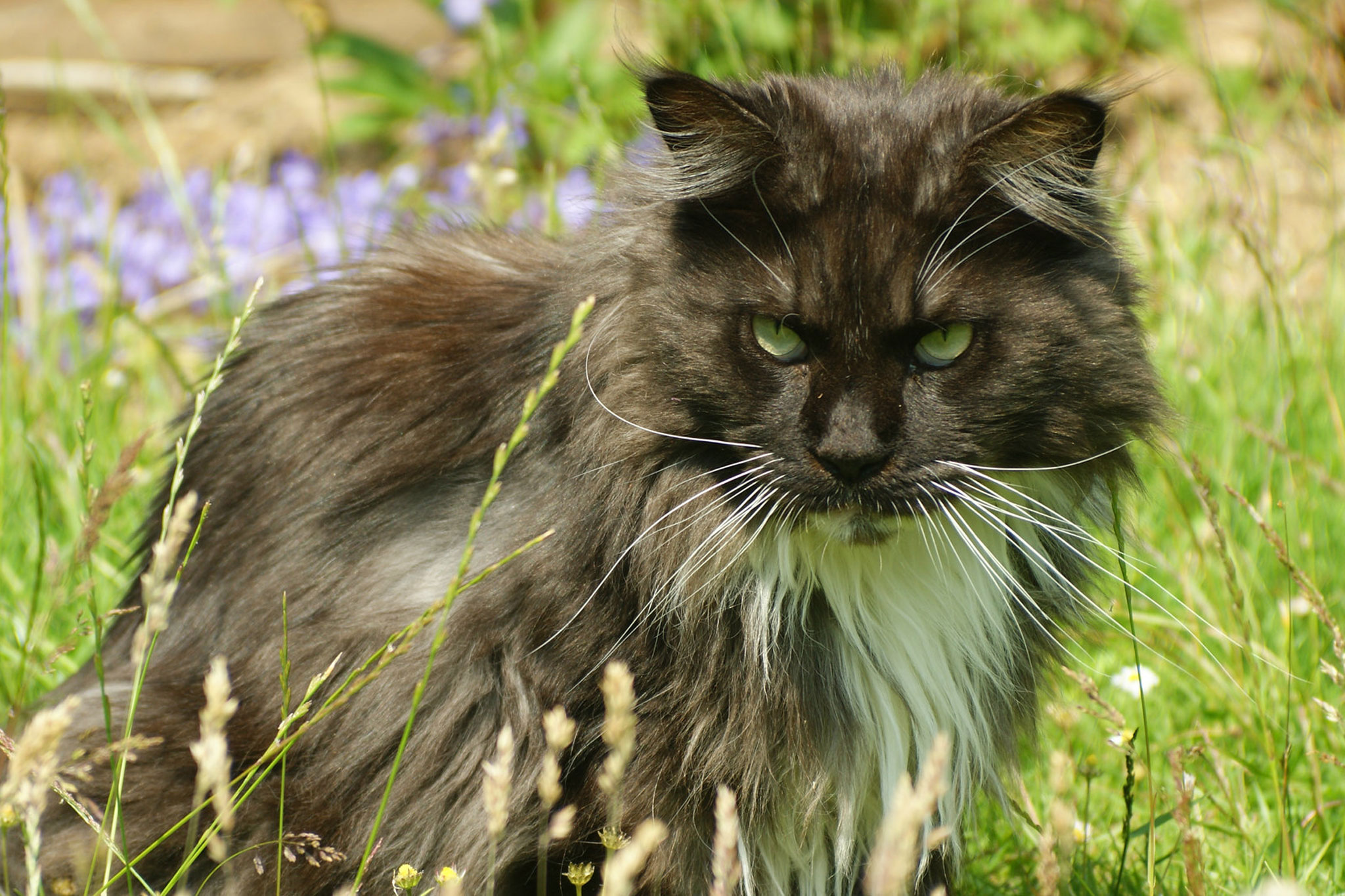 The Ultimate Guide to Maine Coon Cats: History, Traits, and Care Tips