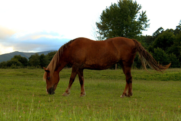 Your Guide to Sustainable Horse Care