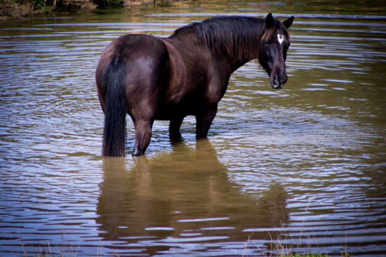 Can Horses Swim?